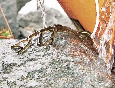 After hatching in the Sargasso Sea, young eels make their way into coastal freshwater streams and ponds, where they grow into adults. Decreased access to suitable places to mature may be accelerating the species’ decline.