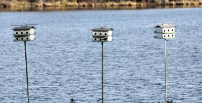 Birdhouses at Fort Pond Bay in Montauk provide nesting spots for purple martins.