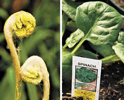 Spring is a time when weeds and ferns join more traditional fare such as spinach on the menu.