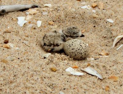 Strictly for the birds:  A piping plover chick huddles near an unhatched egg.