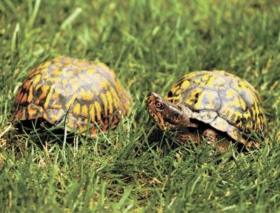 A male eastern box turtle turned a wary eye on the camera. The mating season for box turtles is from late spring through as late as October. Females have yellow eyes.