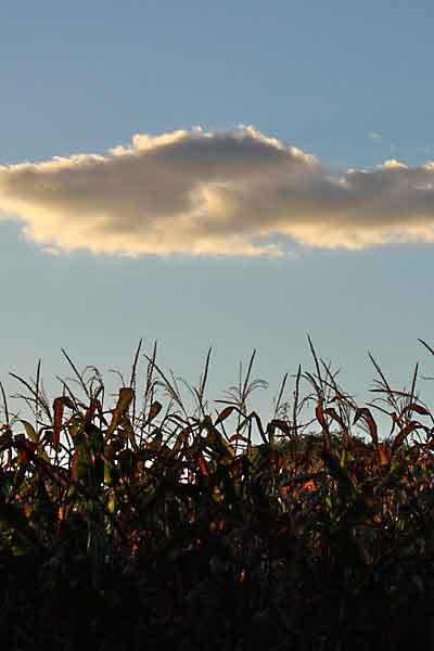 The corn is high, and it is time to start thinking about how to serve those sweet kernels of summer’s bounty.