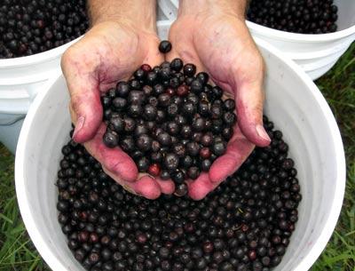 Aronia berries, described as a new “super food.”