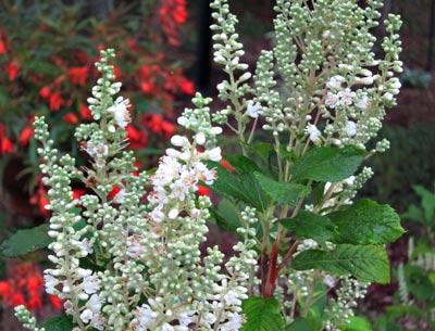 Clethra Anne Bidwell’s upright, densely clustered spikes of flowers can resemble an old lace pattern.