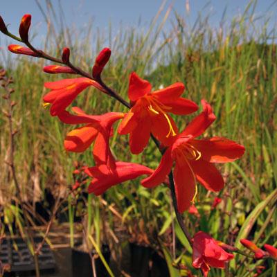 Crocosmia Distant Planet mixes well with other late-summer bloomers.