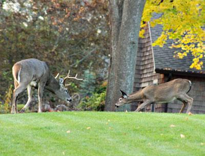 The Village of East Hampton has hired White Buffalo Inc. to conduct a spaying program this winter with money augmented by the Village Preservation Society of East Hampton.