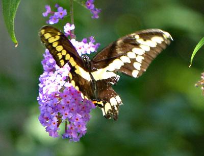 The giant swallowtail butterfly, common in some parts of North America, is not often seen here.