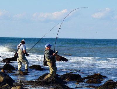 The bunker are here, and the big fish — and bent rods — follow.