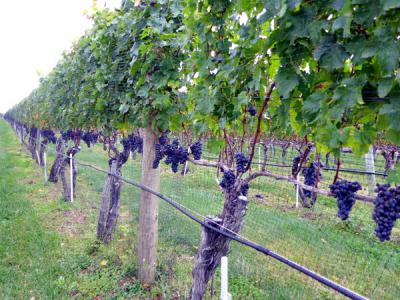 Merlot grapes at the Wolffer Estate Vineyard in Sagaponack last Thursday are likely to be off the vine by now, as the East End wineries complete their 2014 harvest. Once picked, workers hand-sorted these cabernet sauvignon grapes (below), removing stems and bad berries before they went into the press.