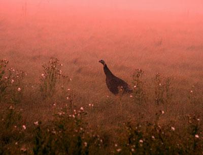 A wild turkey at dawn near Lily Pond Lane in East Hampton. Turkeys, reintroduced to East Hampton Town in the 1990s, can now be found in abundance from Montauk to Wainscott and beyond.