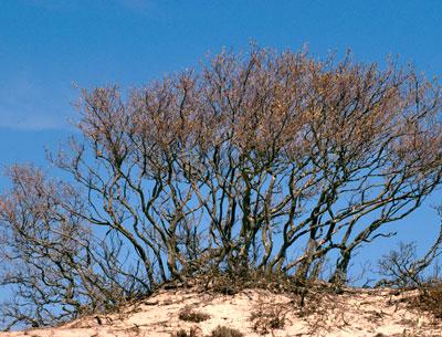 Windblown shadbush dot the dune plain between Montauk Highway and Cranberry Hole Road on Napeague, an expanse rich in interesting flora, fauna, and topographic features.