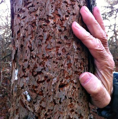 Southern pine beetles attack a tree by boring holes around its circumference, prohibiting the flow of nutrients, food, and water up and down the tree’s trunk.