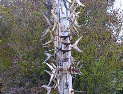 Call them trophies, but the fins and tails preserved on dock piles or shrunken and warped by the sun are more like totems to beloved species.