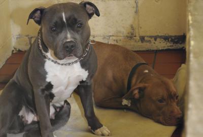 Two pit bulls, Marley, left, and Max, will likely be euthanized once a quarantine period ends after they attacked James Dunlop as he walked down Todd Drive in East Hampton on New Year’s Day.