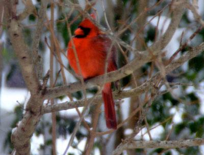 On the Galapagos, one species of finch evolved into several. Some have thick beaks for crunching, like one of our local finches, the cardinal. 	  Durell Godfrey