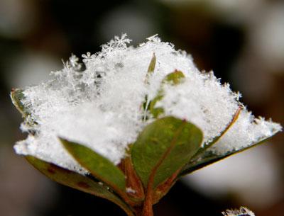 It may not actually be true that no two snowflakes are alike, but their varieties are dizzying.