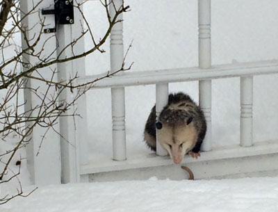 A volunteer with the Evelyn Alexander Wildlife Rescue Center in Hampton Bays saved an opossum trapped between to gate spindles on Friday.