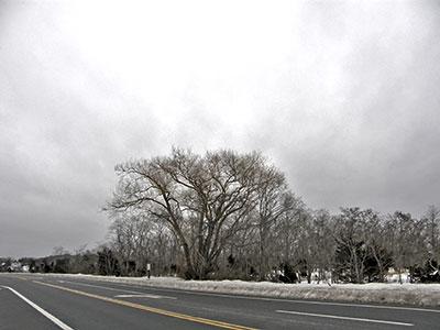 On Monday, a willow alongside Long Beach Road in Noyac, was already yellowing up, anticipating spring and flowering time.