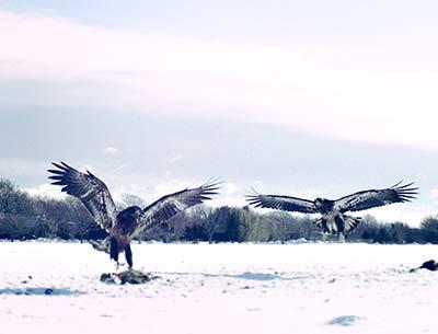 Two immature bald eagles approached a meal of carrion in a snow-covered Bridgehampton field.