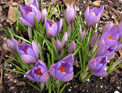 Crocuses need only a little sun after the snow melts to encourage their full bloom.