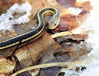 An eastern ribbon snake, fresh from its winter sleep, was spotted in Montauk Sunday, another sign that spring is finally here.