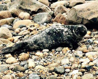 A gray seal blocked the path of a Star columnist on his way to a favorite Montauk cove on Friday.