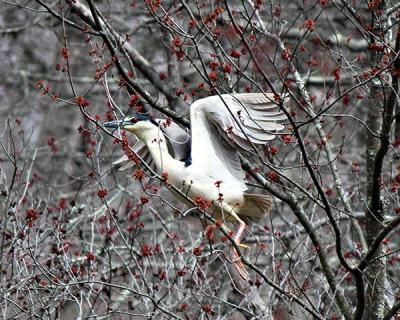 Black-crowned night herons, like this one near Sagg Pond in Sagaponack, and other fish-eating water birds have returned to their familiar haunts.