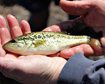 A local resident captured and released during a survey of Big Reed Pond in Montauk