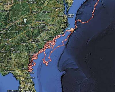 The OCEARCH website has been tracking 150 sharks outfitted with satellite tags. Their migrations have both fascinated and inspired fear in those who visit the site.