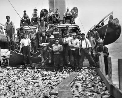 A haul of bunker brought into the Promised Land dock aboard the steamer Amagansett in the heyday of the menhaden fishery