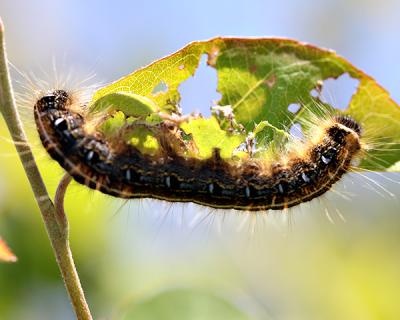 A mature tent caterpillar munched on a shad leaf in Montauk on Sunday.