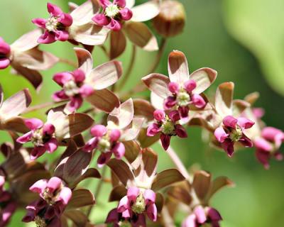 Milkweed flowers were in abundance in the Long Pond Greenbelt Monday along with cowwheats, wood sorrels, whorled loosestrife, Canada and bushy frostweeds, wintergreen, and dogbane.