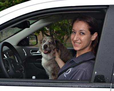 Christie Fanti, who, along with Heather Miller makes up the human half of the East Hampton Department of Animal Control, was seen with her canine partner, Tiki, an Australian Shepard.