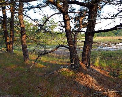 Over the last two centuries pitch pines have marched out onto Napeague from the rest of Amagansett.