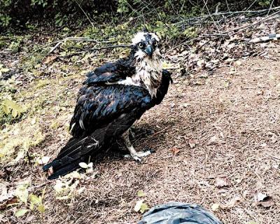 Angela Ortenzio spotted this osprey in the pond in her backyard off Northwest Creek. It was struggling to free itself from a water-filled plastic bag that had snared its leg. Her husband cut away the bag, and the stunned bird flew off.