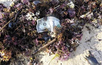 Money washes out of swimmers’ pockets, mixes with seaweed, and ends up carried close to shore by the prevailing southwest winds, where it often ends up again in someone’s pocket.