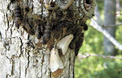 Two female gypsy moths about to lay their eggs on a tree off Route 114 between East Hampton and Sag Harbor last week could indicate a bad year for East Hampton’s trees in 2016.