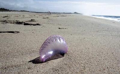 Portuguese men-of-war have been spotted on the South Fork, including Georgica Beach in East Hampton Village on Tuesday morning.