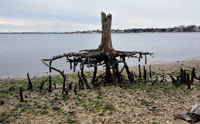 Once this cedar tree on Weesuck Creek in East Quogue was on dry land, now it stands as a stark reminder of the combined effects of rising sea levels and coastal erosion.