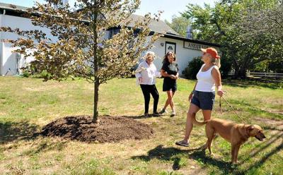 Phyllis Kriegel, left, who underwrote a landscaping project around Ashawagh Hall in Springs, surveyed a tricolor beech tree that was planted with Marybeth Lee, center, who designed and did the plantings, and Loring Bolger, right, of the Springs Improvement Society, with her dog Jessie.