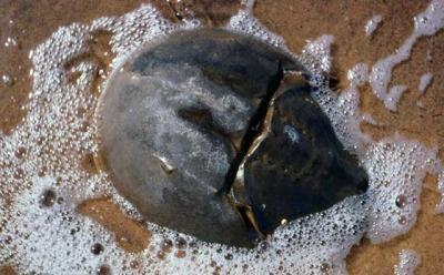 A decline in horseshoe crab numbers has spurred calls for greater protection of the ancient species.