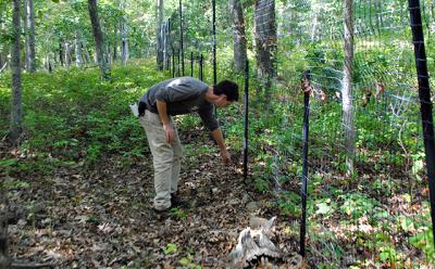 Andy Gaites, from East Hampton Town’s land department, pointed out the difference between growth on one side of a fence, where deer are kept out, and another, where they have foraged heavily.