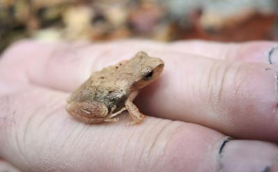 The turn of the leaves is late, and so, too, is the hibernation of the spring peepers.