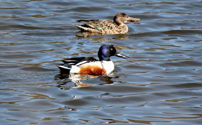 Northern shovelers, which look like large mallards, use their oversized flattened bills to suck up pond vegetation.