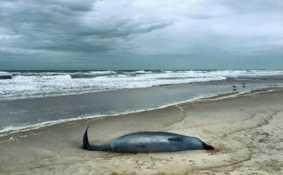 A True’s beaked whale was found dead on Scott Cameron Beach in Bridgehampton last Thursday.