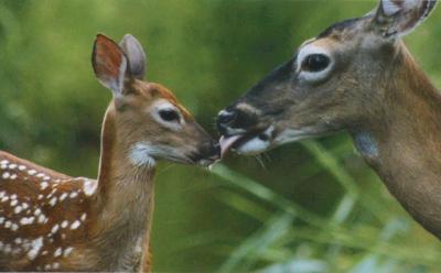 In his “Eden of East Hampton,” Dell Cullum turns a naturalist’s eye on the flora and fauna of the Nature Trail, capturing tender moments like the one above between a white-tailed doe and fawn.