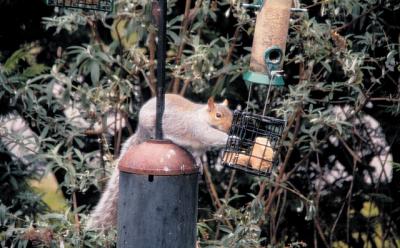 Squirrels are ingenious when it comes to accessing food in bird feeders, even ones designed to be difficult for them to get to.