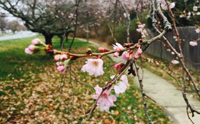 An unusually warm December has brought the gift of unexpected blooms, like these cherry blossoms on Pantigo Road in East Hampton.