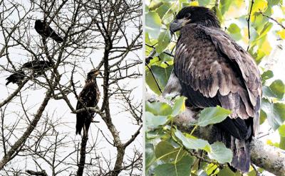 There have been many bald eagle sightings in the area of late, including this juvenile one photographed being mobbed by crows at the edge of Otter Pond in Sag Harbor.