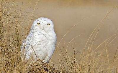 A snowy owl turned its gaze on a photographer at Lazy Point last week.